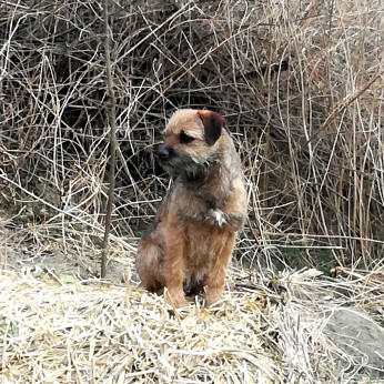 Border terrier kiskutyák