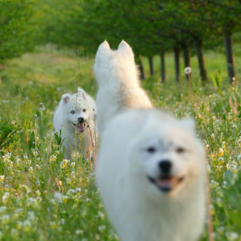 szibériai husky kölykök