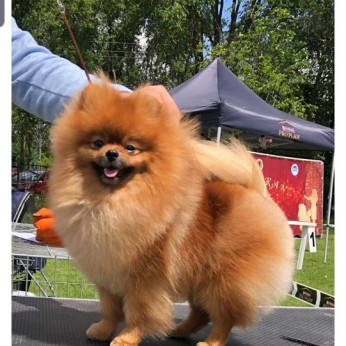 Pomerániai kan, pároztatásra kész