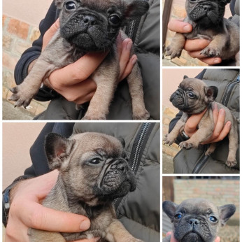 Francia bulldog Standard és egzotikus