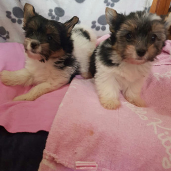 Biewer yorkshire yorki kislány gazdit keres! 2 x oltva