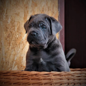 Cane Corso kölykök
