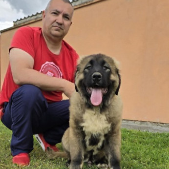 Kaukázusi juhász kölykök