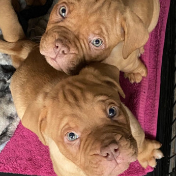 Dogue de Bordeaux