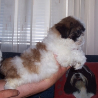 Shih-Tzu kölykök eladók!