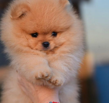 Pomeranian Boo kiskutyák