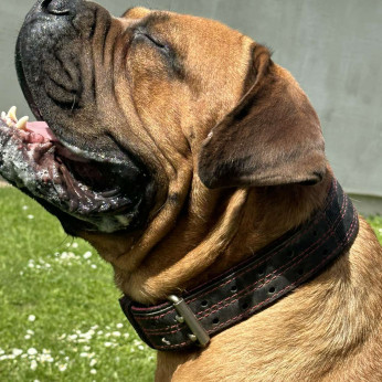 Dél-afrikai masztiff – Boerboel kölykök
