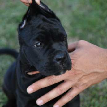 Cane Corso kölykök