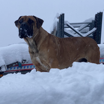 Dél-afrikai masztiff - Boerboel kölykök