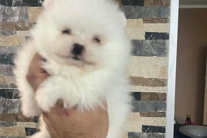 Pomerániai kölykök