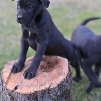 Cane Corso kiskutyák eladók