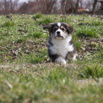 Pembroke walesi corgi kölykök