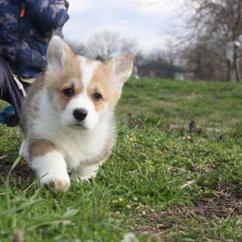 Pembroke walesi corgi kölykök