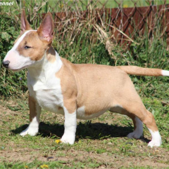 Mini bullterrier kölykök