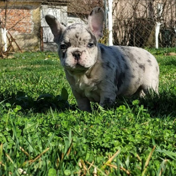 Merle francia bulldog kölykök