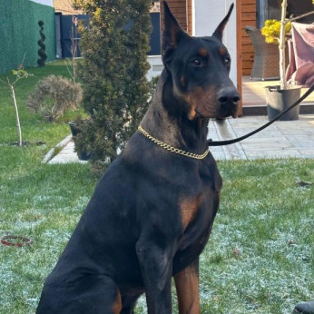 Doberman kiskutyák eladók