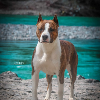 Amerikai Staffordshire Terrier, kiváló minőségű kölykök