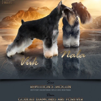 Miniatűr schnauzer kölykök