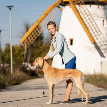 Perzsa agár SALUKI kölykök