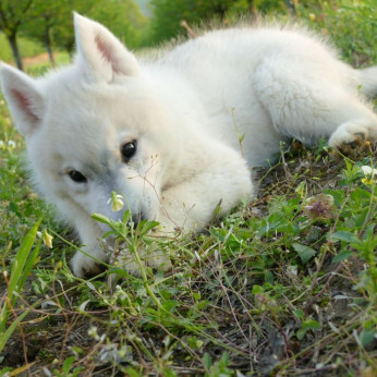 szibériai husky kölykök