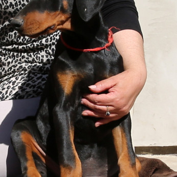 DOBERMANN