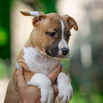 Amerikai staffordshire terrier kölykök