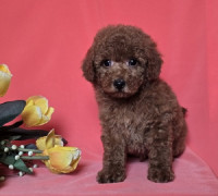 Piros toy/mini uszkár