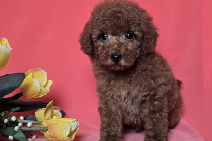 Piros toy/mini uszkár