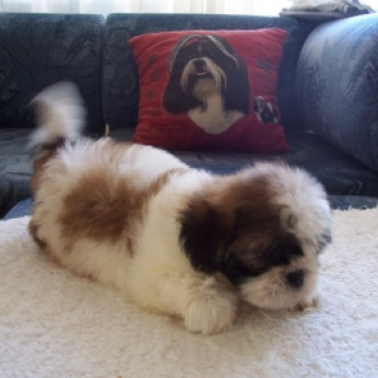 Shih-Tzu kölykök eladók!