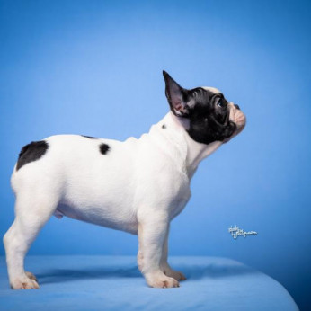 Francia bulldog kölykök