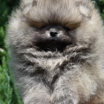 Pomerániai spitz kölykök