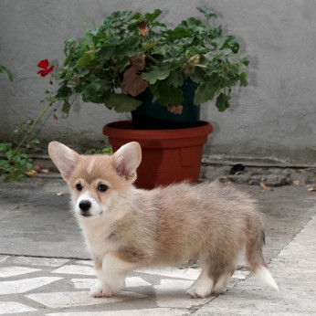 Pembroke walesi corgi TOP kölykök