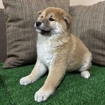 Champion származású Shiba inu kölykök
