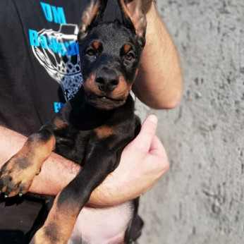 Doberman kiskutyák eladók