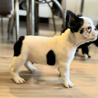 Franciai Bulldog – Kiváló kölyökkutyák