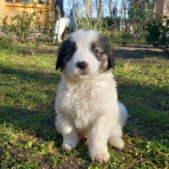 Mixed Leonberger x St.Bernard