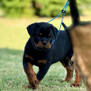 A ROTTWEILER legjobb alomja