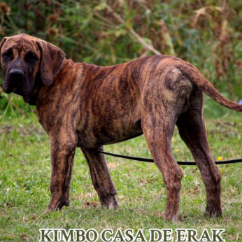 Presa Canario gyönyörű kiskutyák
