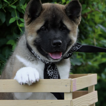 Amerikai Akita kölykök