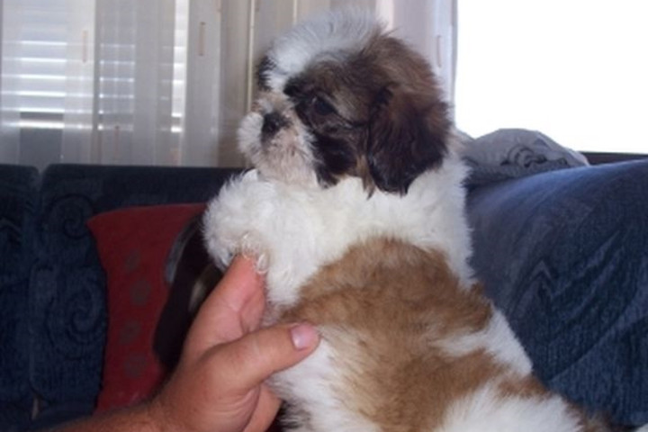 Shih-Tzu kölykök eladók!