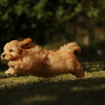 Bichon Havanese kölykök