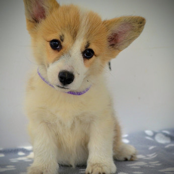 Walesi Corgi Pembroke kiskutyák eladók