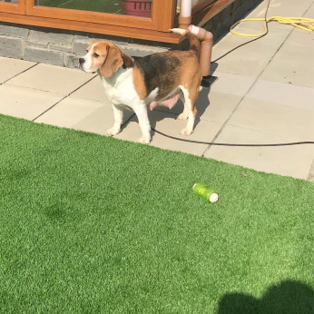 Two-Awesome Pure fajta, egészséges beagle kölykök új otthont keresnek.