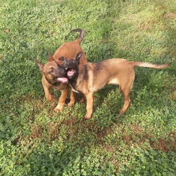 Malinois belga juhászkutya kölykök