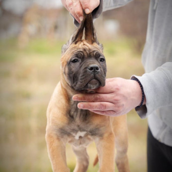 Cane Corso kölykök