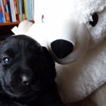 Labrador retriever kiskutyák