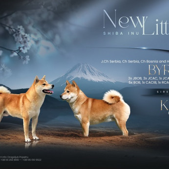 Shiba inu kölykök