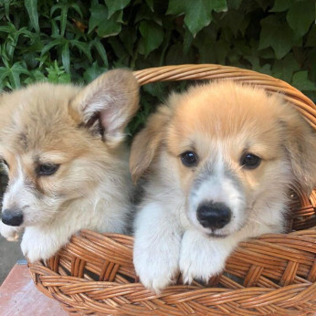 Walesi Corgi Pembroke kölykök