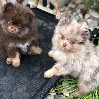 Pomerániai kölykök x 1 gyönyörű