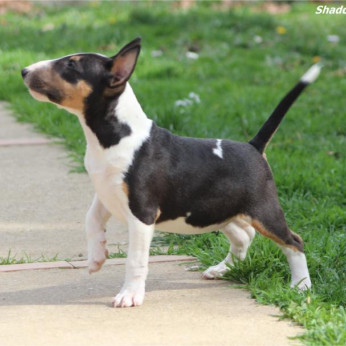 Mini bullterrier kölykök